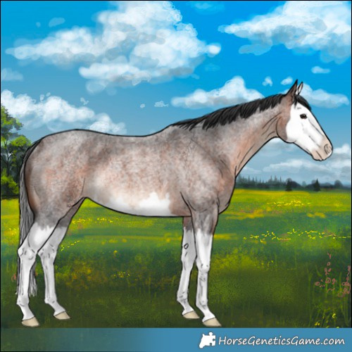 Horse Color:Brown Roan Splash Rabicano