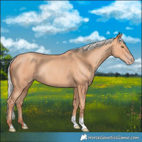 Horse Color:Silver Amber Champagne Rabicano 