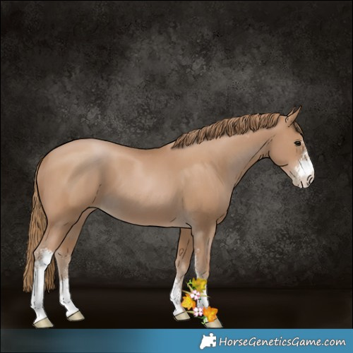 Horse Color:Black Pearl Sabino 