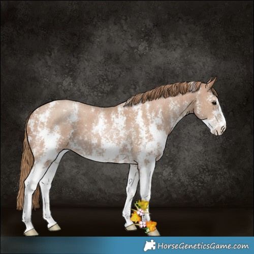 Horse Color:Black Pearl Sabino 