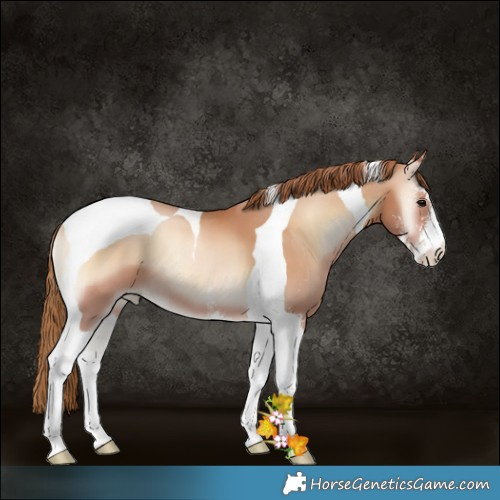 Horse Color:Brown Pearl Onyx Sabino Tobiano 