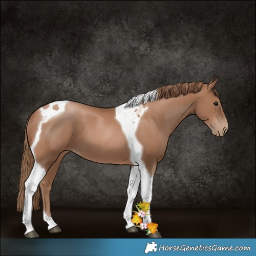 Horse Color:Black Pearl Tobiano 