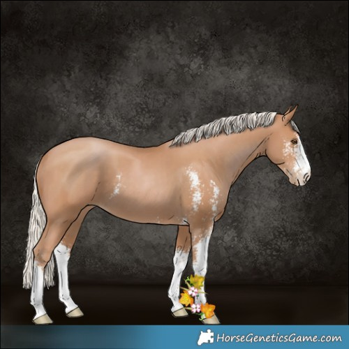 Horse Color:Silver Black Pearl Sabino 