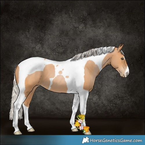 Horse Color:Silver Bay Pearl Tobiano 