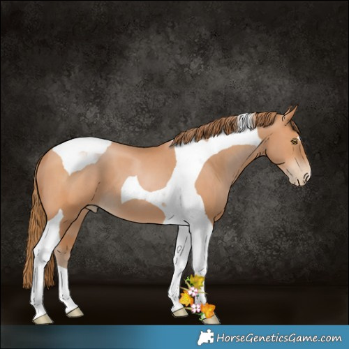 Horse Color:Bay Pearl Tobiano 