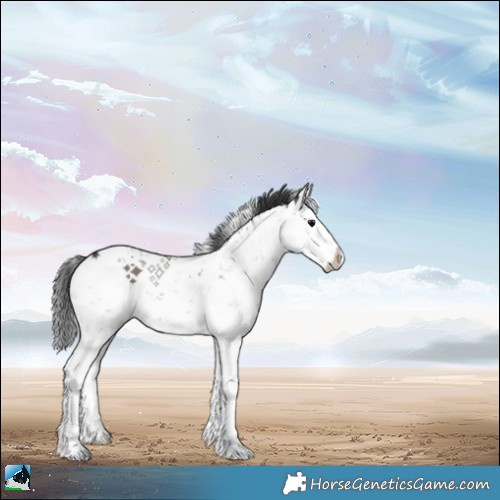 Horse Color:Grullo Mushroom Sabino Splash 