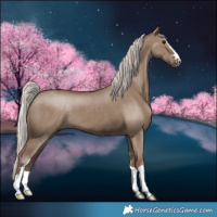 Horse Color:Silver Grullo 