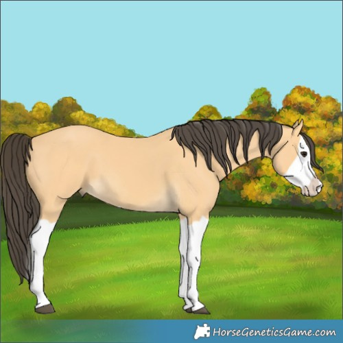 Horse Color:Buckskin Splash 