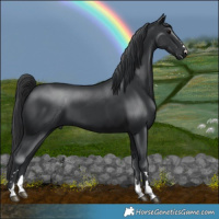 Horse Color:Black 