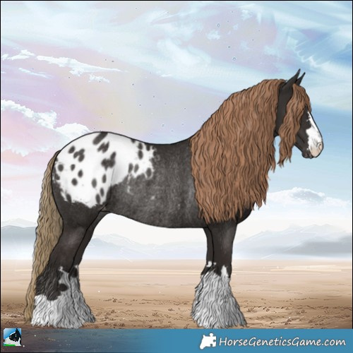 Horse Color:Liver Chestnut Appaloosa Rabicano 