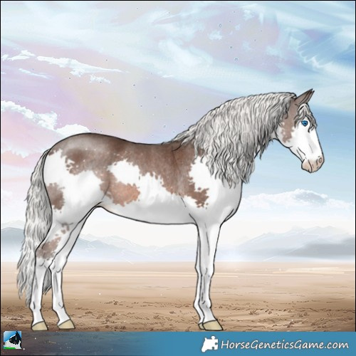 Horse Color:Liver Chestnut Mushroom Splash Rabicano 