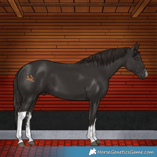 Horse Color:White Spotted Liver Chestnut