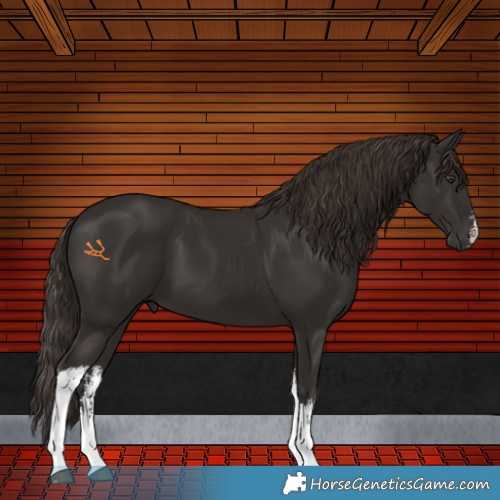 Horse Color:White Spotted Liver Chestnut