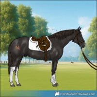 Horse Color:White Spotted Liver Chestnut 