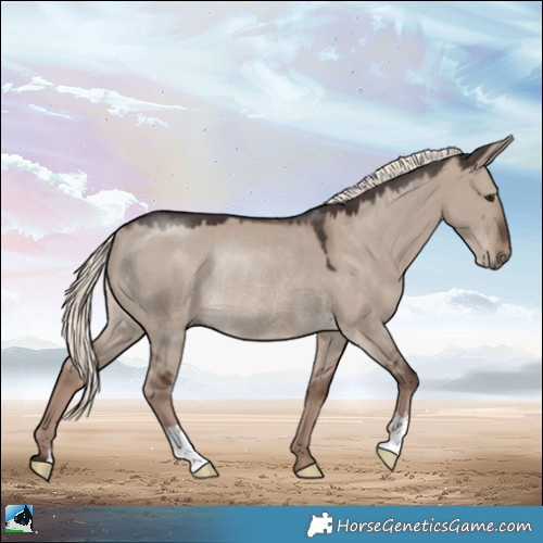 Horse Color:Liver Red Dun Mushroom Rabicano 