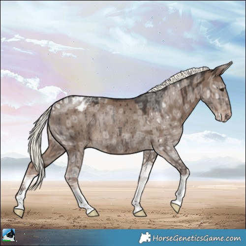 Horse Color:Liver Red Dun Ice Mushroom Appaloosa Rabicano Brindle 