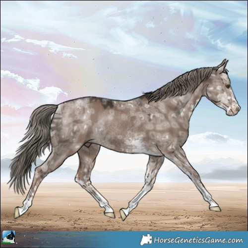 Horse Color:Liver Red Dun Ice Mushroom Sabino Rabicano 