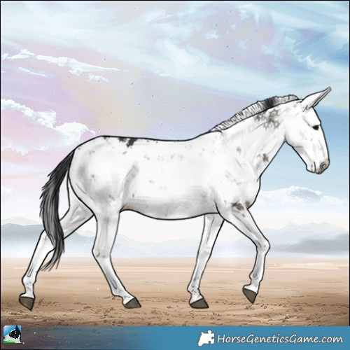 Horse Color:Grullo Mushroom Sabino Rabicano 