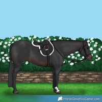 Horse Color:Brown 
