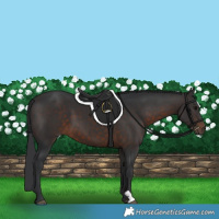 Horse Color:Brown 