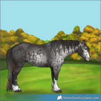 Horse Color:Liver Chestnut  and Gray Liver Chestnut 