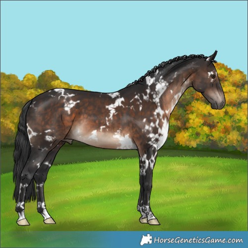 Horse Color:White Spotted Brown 