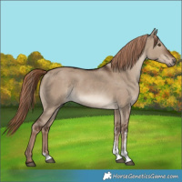 Horse Color:Liver Red Dun Sabino Rabicano 