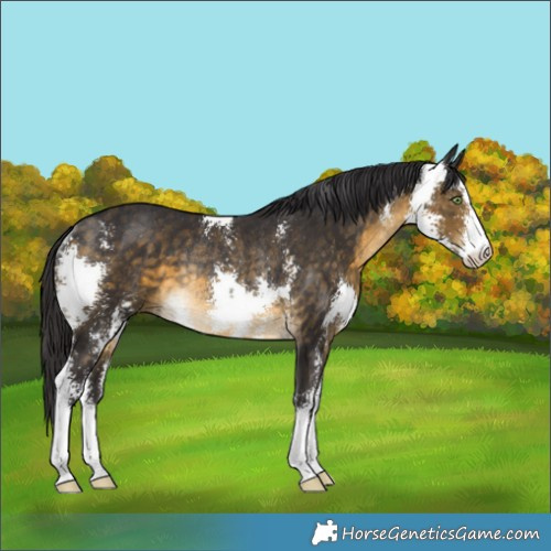 Horse Color:Buckskin Sabino Rabicano 