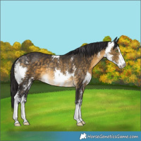 Horse Color:Buckskin Sabino Rabicano