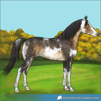 Horse Color:Buckskin Sabino Rabicano