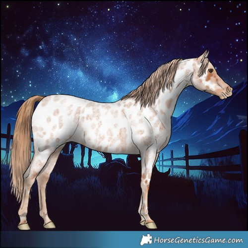 Horse Color:Red Roan Near Leopard 