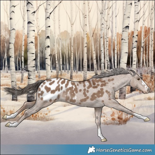 Horse Color:Liver Red Dun Appaloosa Rabicano 