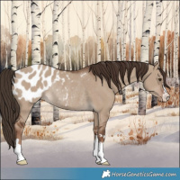 Horse Color:Liver Red Dun Appaloosa Rabicano 