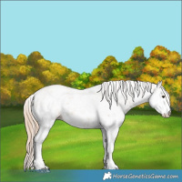 Horse Color:White Spotted Chestnut 