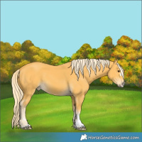 Horse Color:Palomino 