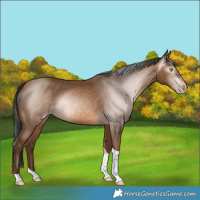Horse Color:Gray Amber Champagne Tobiano 