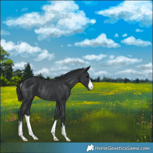 Horse Color:White Spotted Black Rabicano