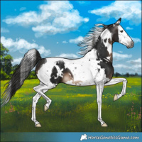 Horse Color:Gray White Spotted Brown Splash Tobiano 