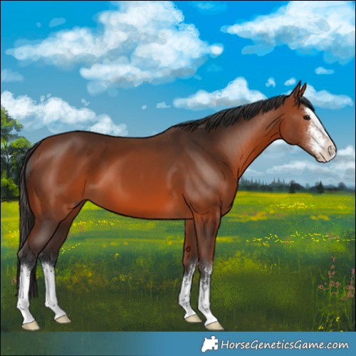 Horse Color:White Spotted Bay 