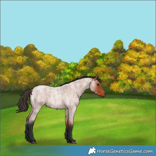 Horse Color:Bay Roan 