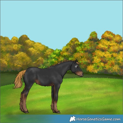 Horse Color:Gray Liver Chestnut 