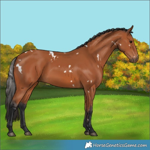 Horse Color:White Spotted Bay 