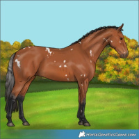 Horse Color:White Spotted Bay 