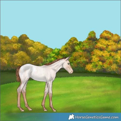 Horse Color:Gold Champagne Roan Dun Appaloosa 