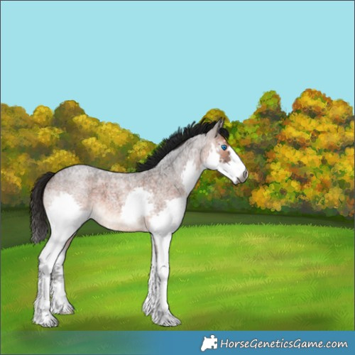 Horse Color:Gray Bay Roan Splash Appaloosa 