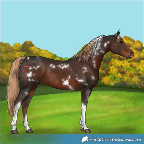 Horse Color:White Spotted Liver Chestnut Tobiano Rabicano 