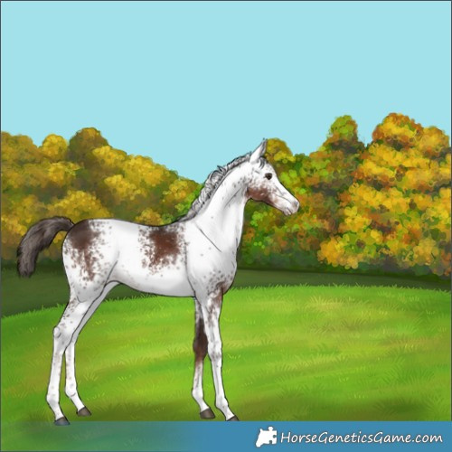 Horse Color:White Spotted Liver Chestnut Rabicano 