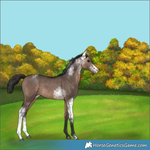 Horse Color:White Spotted Brown Dun Rabicano 