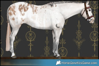 Horse Color:Bay Dun Frame Blanket  and Bay Dun Frame Blanket 