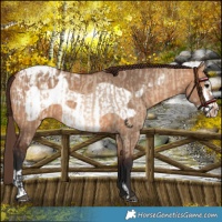 Horse Color:Bay Dun Frame Appaloosa  and Bay Dun Frame Appaloosa 